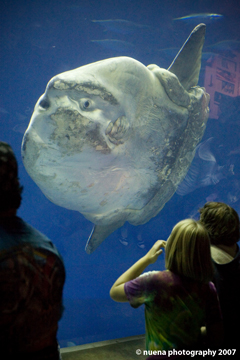 Monterey Bay Aquarium | San Francisco Photographer