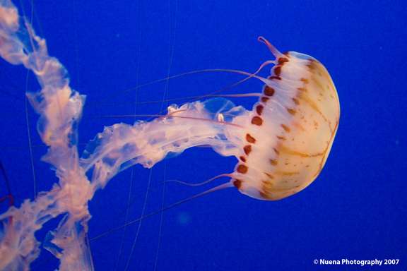 Monterey Bay Aquarium | San Francisco Photographer