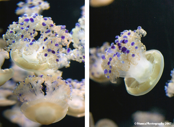 Monterey Bay Aquarium | San Francisco Photographer