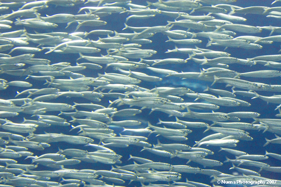 Monterey Bay Aquarium | San Francisco Photographer