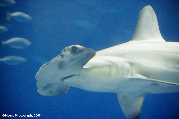 Monterey Bay Aquarium | San Francisco Photographer