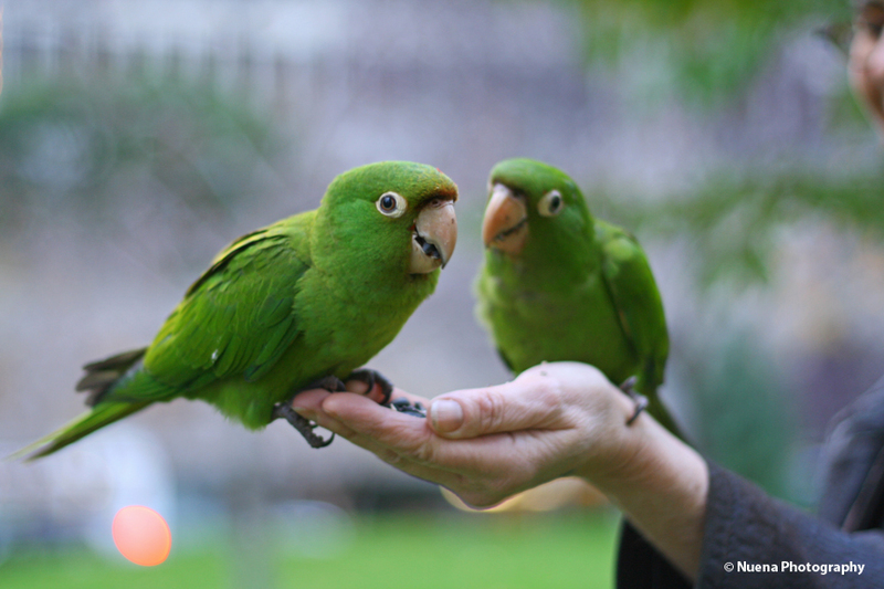 Wild Parrots of Telegraph Hill | San Francisco Photographer