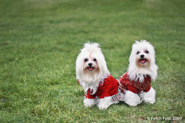 San Francisco Pet Photographer | Nuena Photography | Yazie & Cain