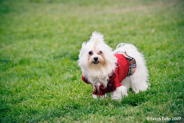 Northern California Dog Photographer | Nuena Photography