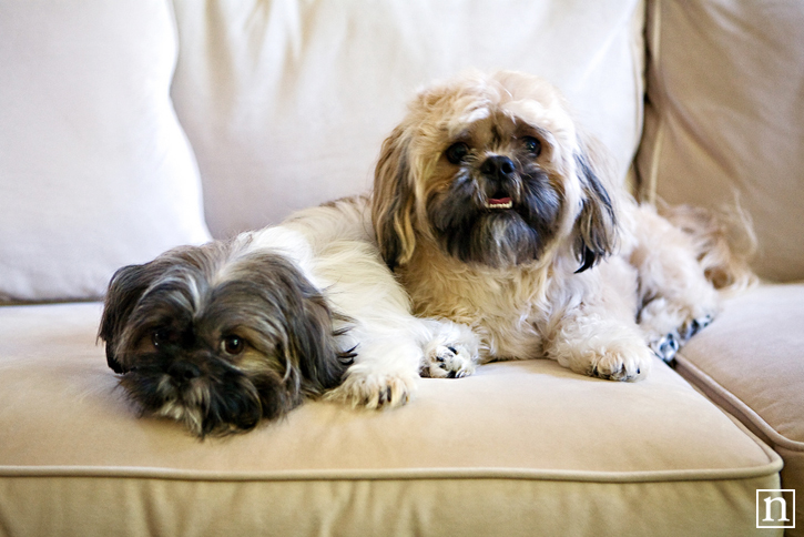 Pippa & Baxter the Shih Tzus | San Francisco Dog Photographer