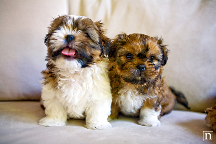 Nemo & Brownie | San Francisco Dog Photographer