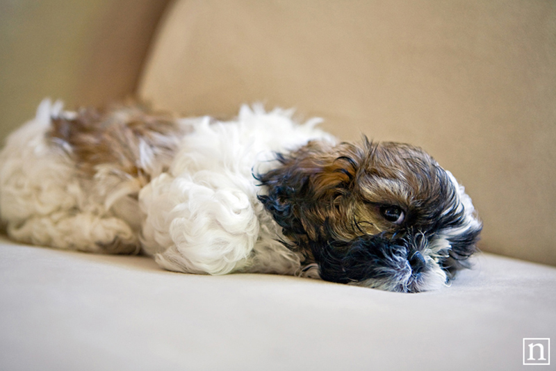 Lucky | San Francisco Dog Photographer