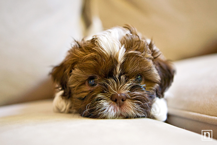 Mohawk | San Francisco Dog Photographer