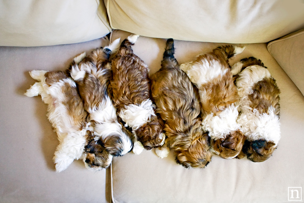 Shih Tzu Puppies | San Francisco Dog Photographer