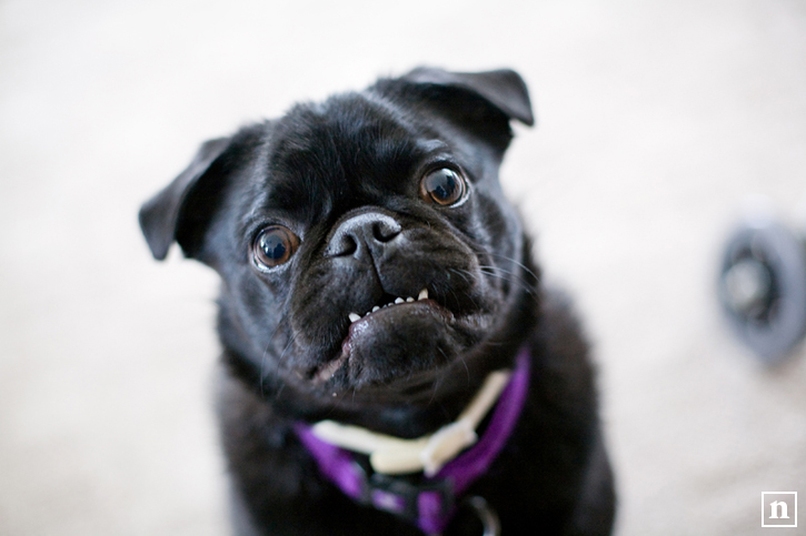 San Francisco Dog Photographer - Haffy the Pug | Nuena Photography