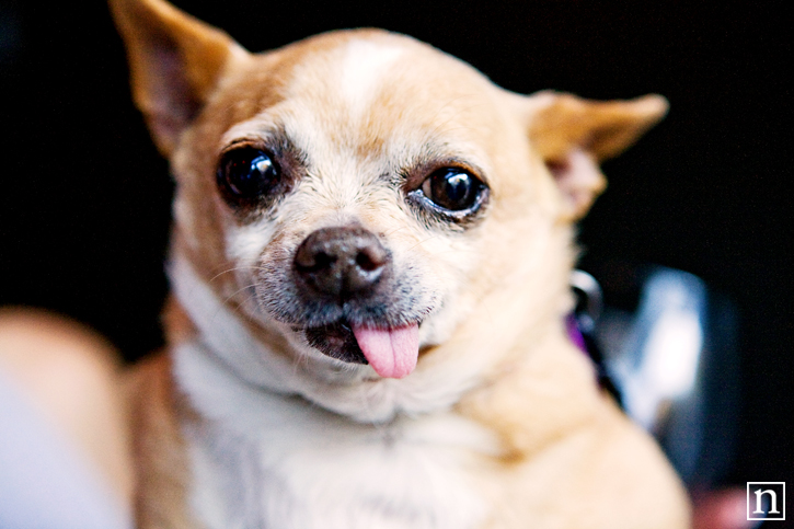 SF SPCA Yappy Hour | San Francisco Dog Photographer