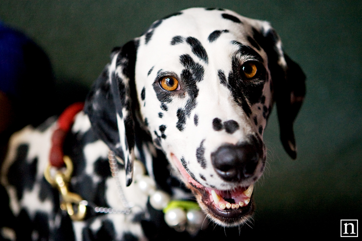 SF SPCA Yappy Hour | San Francisco Dog Photographer