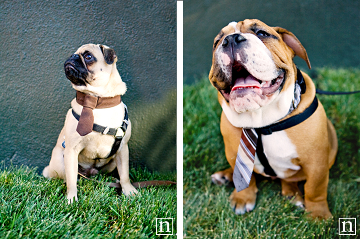 SF SPCA Yappy Hour | San Francisco Dog Photographer