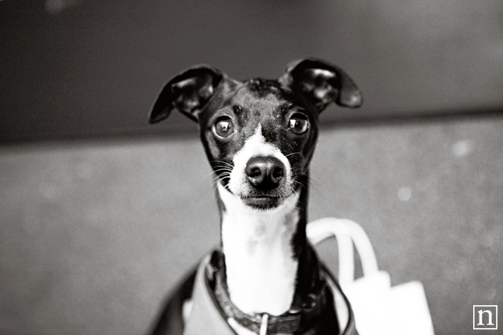 SF SPCA Yappy Hour | San Francisco Dog Photographer