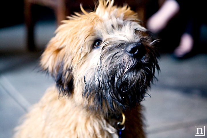 SF SPCA Yappy Hour | San Francisco Dog Photographer