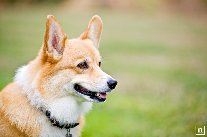 Abby the Pembroke Welsh Corgi | San Francisco Dog Photographer