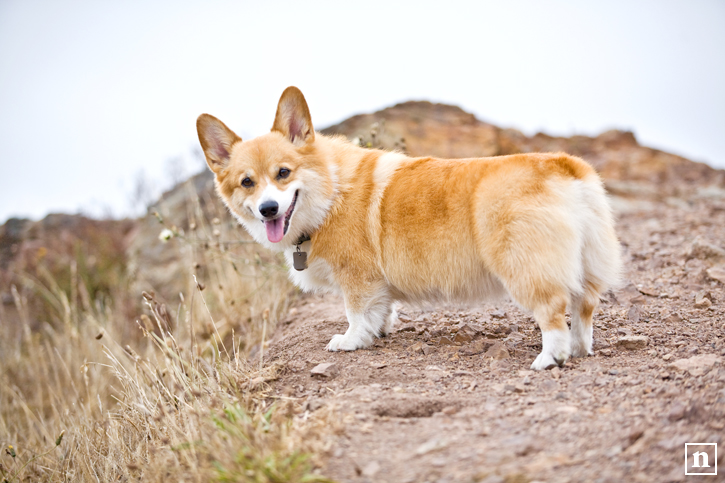 Abby the Pembroke Welsh Corgi | San Francisco Dog Photographer