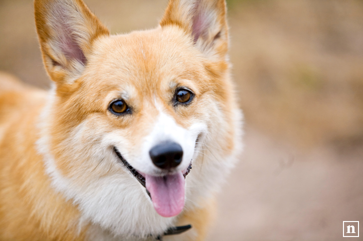 Abby the Pembroke Welsh Corgi | San Francisco Dog Photographer