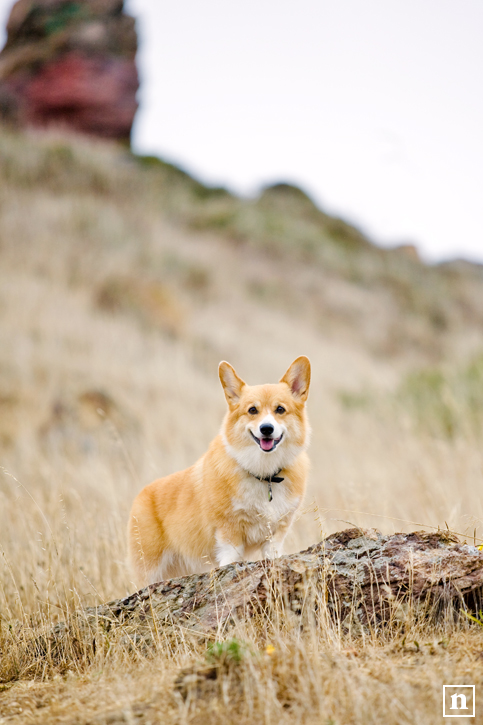 Abby the Pembroke Welsh Corgi | San Francisco Dog Photographer