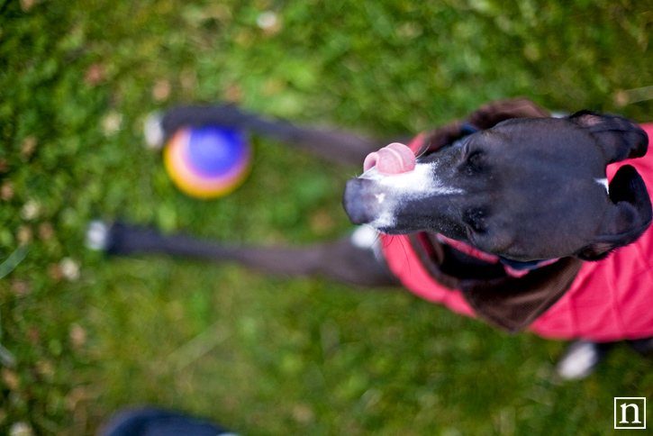 San Francisco Pet Photographer - Italian Greyhound | Nuena Photography