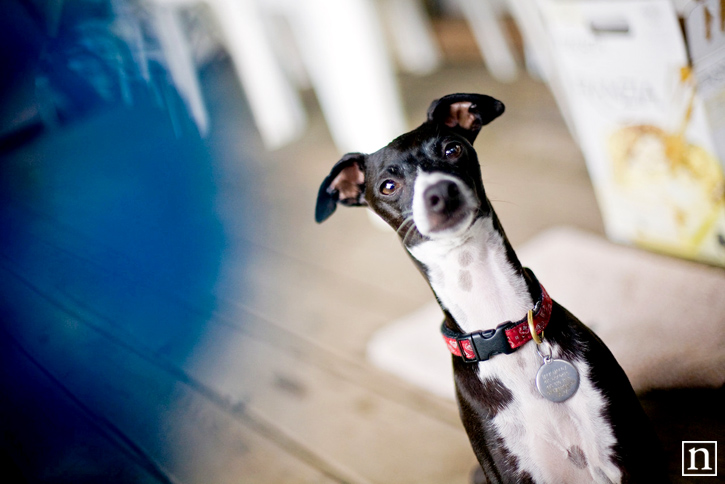 San Francisco Pet Photographer - Italian Greyhound | Nuena Photography