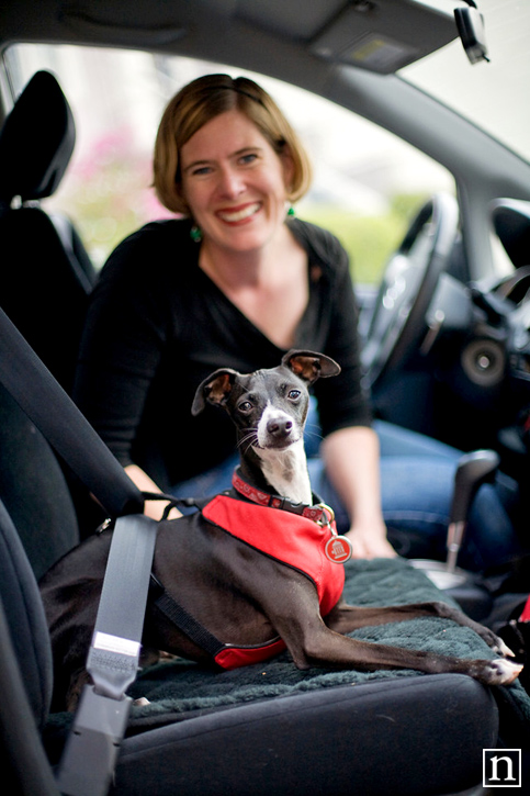 San Francisco Pet Photographer - Italian Greyhound | Nuena Photography