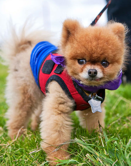 Pomeranian | San Francisco Dog Photographer