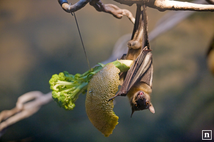 Portland Zoo | San Francisco Photographer