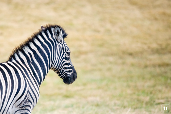 Zebra at the Wilderness Safari | San Francisco Pet Photographer