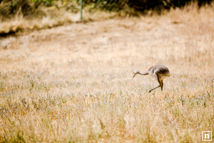 Baby Emu at the Wilderness Safari | San Francisco Pet Photographer