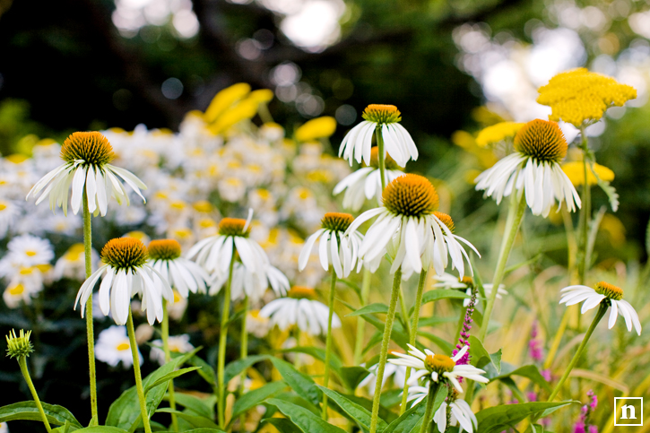 Daisies | San Francisco Pet Photographer