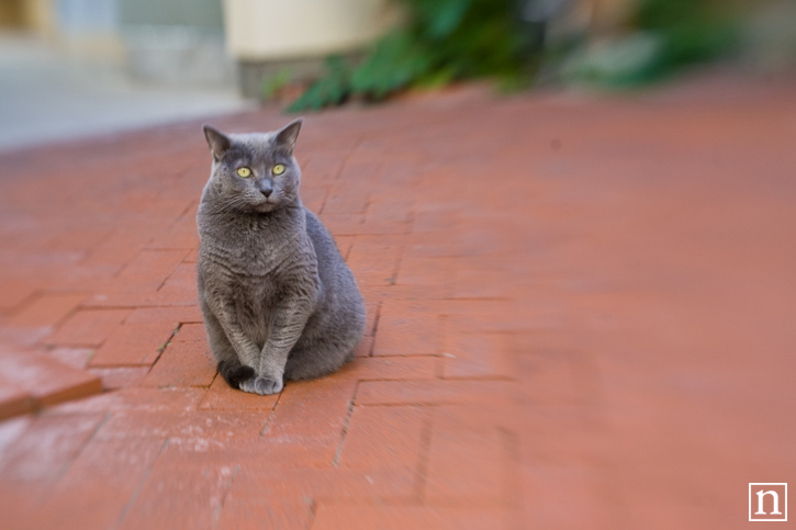 Lens Ponette | San Francisco Pet Photographer