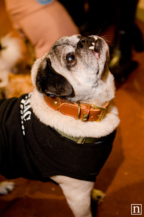 Rocket Dog Halloween 2008 | San Francisco Pet Photography