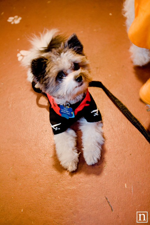 Rocket Dog Halloween 2008 | San Francisco Pet Photography