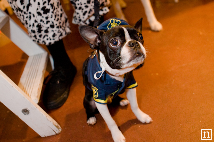 Rocket Dog Halloween 2008 | San Francisco Pet Photography