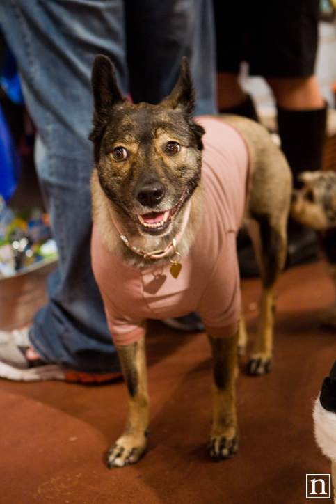 Rocket Dog Halloween 2008 | San Francisco Pet Photography