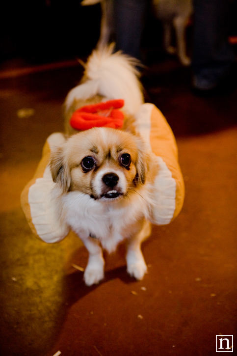 Rocket Dog Halloween 2008 | San Francisco Pet Photography