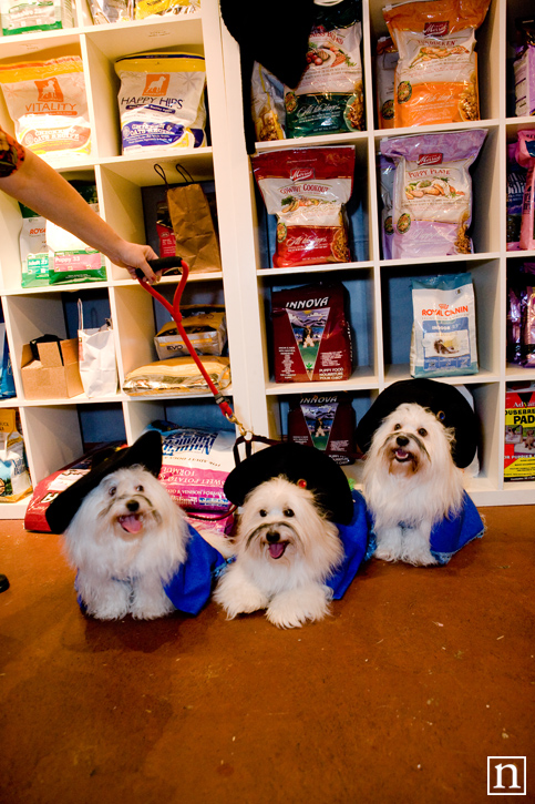 Rocket Dog Halloween 2008 | San Francisco Pet Photography