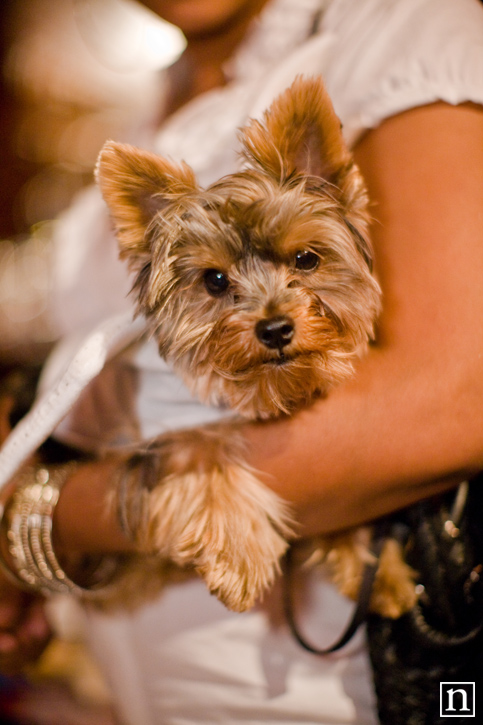 SF SPCA Yappy Hour | San Francisco Event Photography