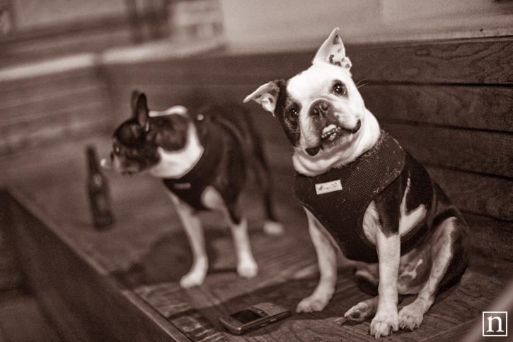 SF SPCA Yappy Hour | San Francisco Event Photography