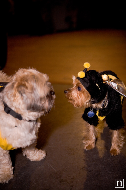 SF SPCA Yappy Hour | San Francisco Event Photography