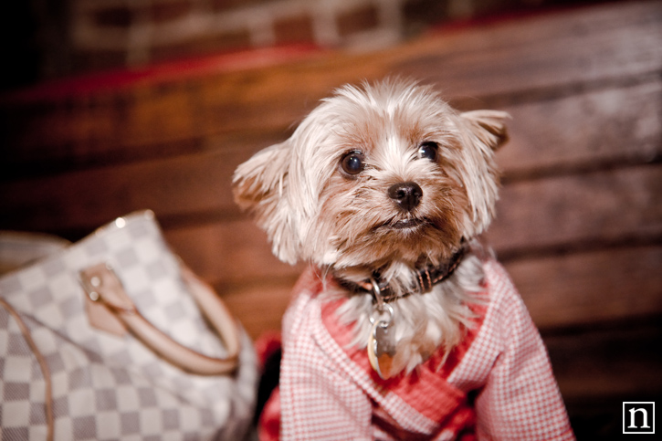 SF SPCA Yappy Hour | San Francisco Event Photography