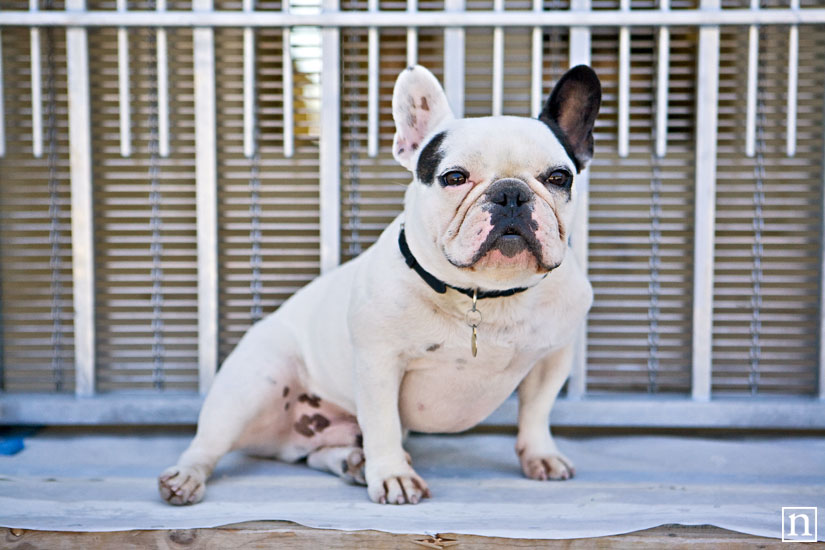 Charlie the French Bulldog | San Francisco Pet Photographer