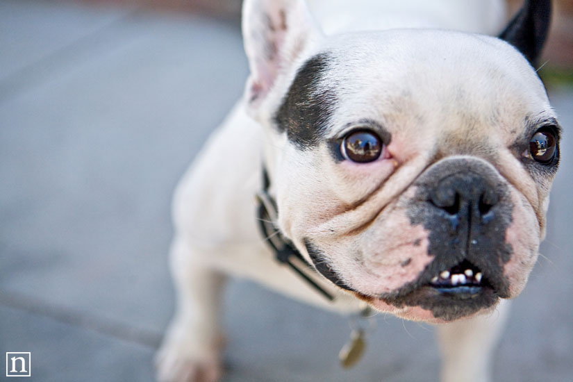 Charlie the French Bulldog | San Francisco Pet Photographer