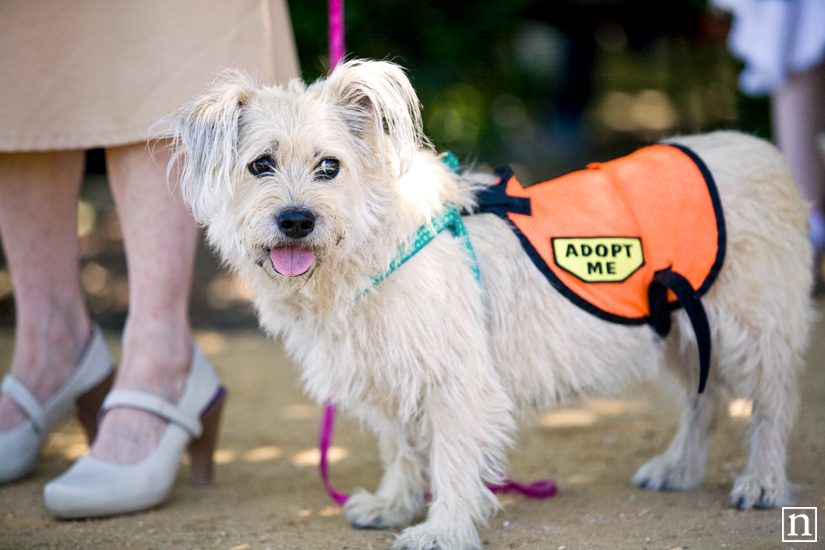 Hall Winery Canines & Wine - Napa Dog Photographer | Nuena Photography