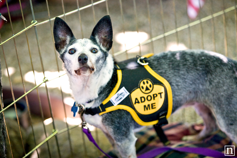 Hall Winery Canines & Wine - Napa Dog Photographer | Nuena Photography