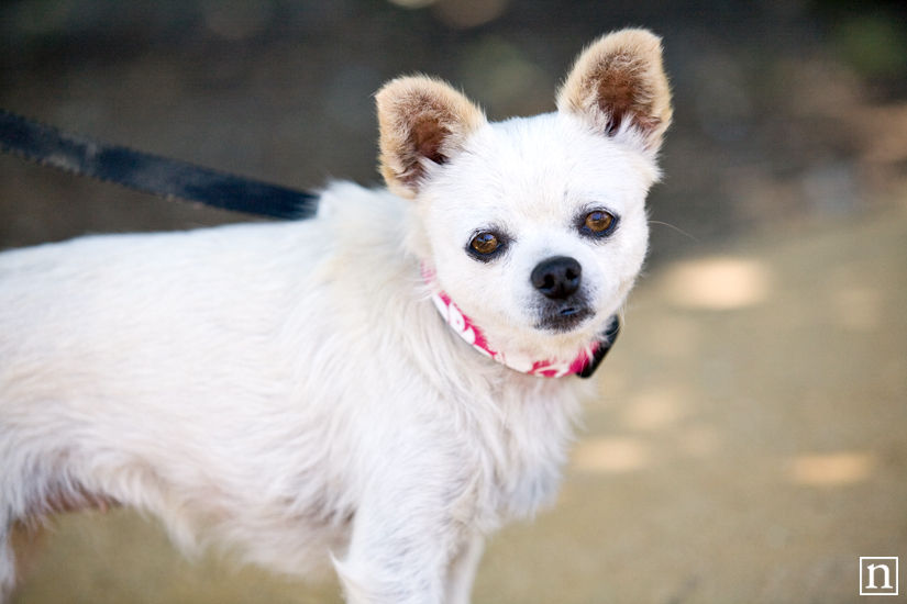 Hall Winery Canines & Wine - Napa Dog Photographer | Nuena Photography