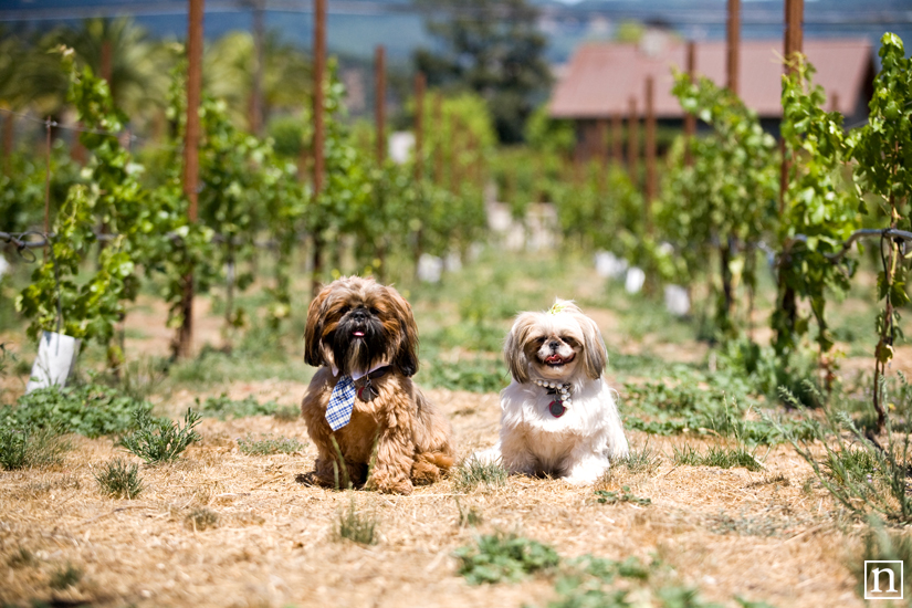 Hall Winery Canines & Wine - Napa Dog Photographer | Nuena Photography