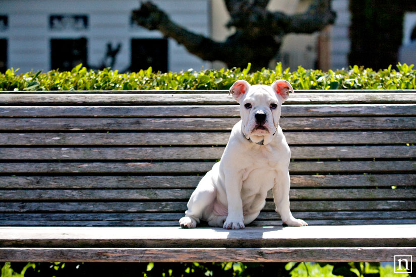 Wasabi the English Bulldog Puppy | San Francisco Pet Photographer