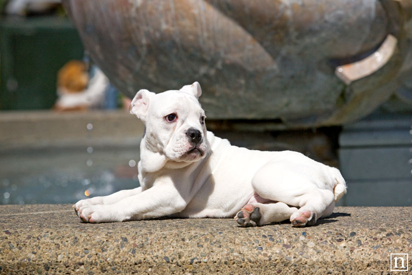 Wasabi the English Bulldog Puppy | San Francisco Pet Photographer